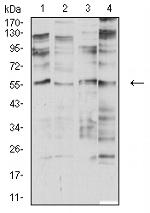 CHRNA2 Monoclonal Antibody (7G12H9)