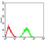 CHRNA5 Antibody in Flow Cytometry (Flow)