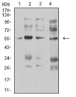 CHRNA5 Monoclonal Antibody (8F11G8)