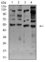 CHRNA7 Monoclonal Antibody (7F10F1)
