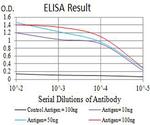 CHRNA7 Antibody in ELISA (ELISA)