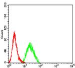 CHRNB3 Antibody in Flow Cytometry (Flow)