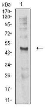 CHRND Antibody in Western Blot (WB)