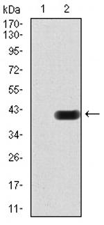 CIDEC Monoclonal Antibody (2A11D11)