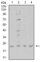 CIRBP Antibody in Western Blot (WB)
