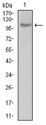 CLGN Antibody in Western Blot (WB)