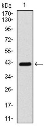 COTL1 Antibody in Western Blot (WB)