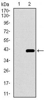 DNAL4 Monoclonal Antibody (3B7B7)