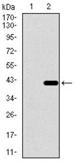 DNAL4 Antibody in Western Blot (WB)