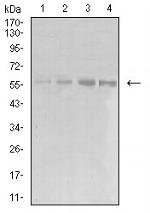 eIF5 Monoclonal Antibody (6D6G6)