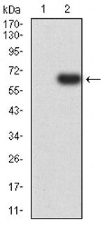 eIF5 Antibody in Western Blot (WB)