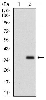 FGF4 Monoclonal Antibody (3A12G9)