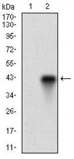 FUT4 Monoclonal Antibody (6B11B4)