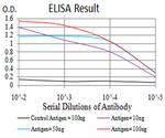 GFPT1 Antibody in ELISA (ELISA)