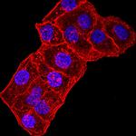 GluR7 Antibody in Immunocytochemistry (ICC/IF)
