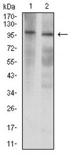 GluR7 Monoclonal Antibody (2B4H1)