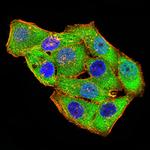 GRIK4 Antibody in Immunocytochemistry (ICC/IF)