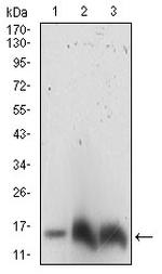 HH3 Monoclonal Antibody (4E9B11)