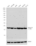 Histone H3 Monoclonal Antibody (6D3B9)