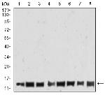 H4K20me3 Antibody in Western Blot (WB)