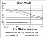 HSPB2 Antibody in ELISA (ELISA)