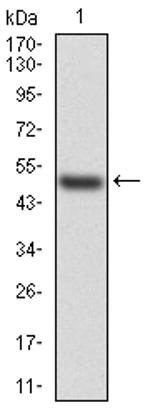 HSPB2 Antibody in Western Blot (WB)