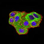 HTR3A Monoclonal Antibody (4D5E7)