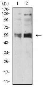 HTR3B Monoclonal Antibody (4G6H7)