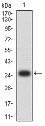 IGLC2 Antibody in Western Blot (WB)