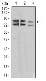 IL1RAPL1 Monoclonal Antibody (2H3C12)