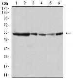 JNK3 Monoclonal Antibody (2B10H12)
