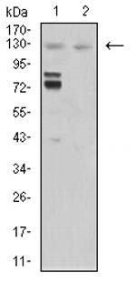 MIB1 Monoclonal Antibody (2A7B1)