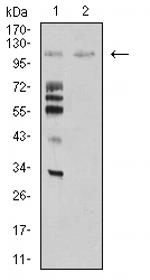 MIB1 Antibody in Western Blot (WB)