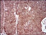 MMEL1 Antibody in Immunohistochemistry (Paraffin) (IHC (P))