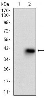 MMEL1 Antibody in Western Blot (WB)
