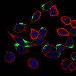 NRCAM Antibody in Immunocytochemistry (ICC/IF)