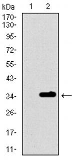 P2Y13 Antibody in Western Blot (WB)