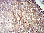 P2Y14 Antibody in Immunohistochemistry (Paraffin) (IHC (P))
