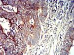P2Y14 Antibody in Immunohistochemistry (Paraffin) (IHC (P))