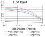 P2Y4 Antibody in ELISA (ELISA)