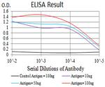 P2Y4 Antibody in ELISA (ELISA)
