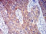 P2Y4 Antibody in Immunohistochemistry (Paraffin) (IHC (P))