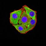 P2Y8 Monoclonal Antibody (1G5A11)