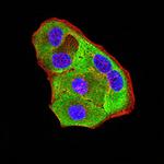 P2Y8 Monoclonal Antibody (1G5A2)