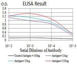 PCDH9 Antibody in ELISA (ELISA)