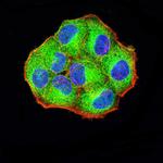 PCDH9 Antibody in Immunocytochemistry (ICC/IF)