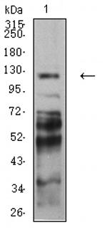 PCDH9 Antibody in Western Blot (WB)
