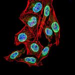 PER3 Monoclonal Antibody (4B9D7)