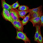 PGRMC1 Monoclonal Antibody (6F9A1)