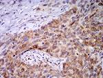 PGRMC1 Antibody in Immunohistochemistry (Paraffin) (IHC (P))